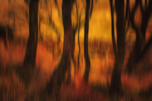 Forest at Dusk Picture Board by Derek Beattie