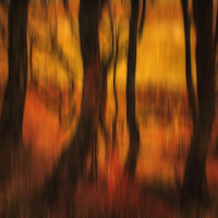 Buy canvas prints of Forest at Dusk by Derek Beattie