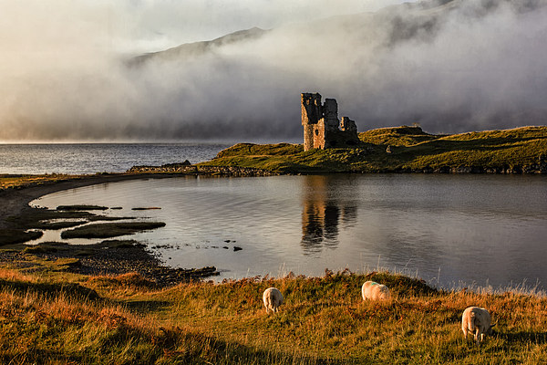 Ardvreck Castle Highland Scotland Picture Board by Derek Beattie