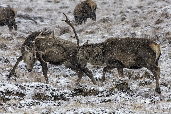 Stags Rutting in the Snow Picture Board by Derek Beattie