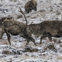 Buy canvas prints of Stags Rutting in the Snow by Derek Beattie