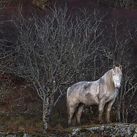 Buy canvas prints of Scottish Highland Pony by Derek Beattie
