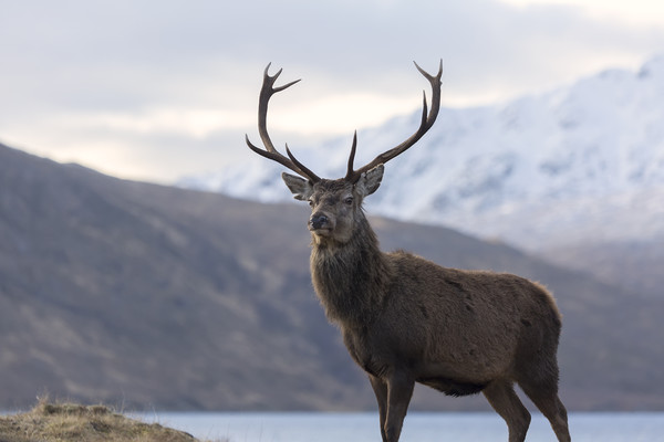 Red Deer Stag in Highland Scotland Picture Board by Derek Beattie