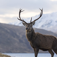 Buy canvas prints of Red Deer Stag in Highland Scotland by Derek Beattie