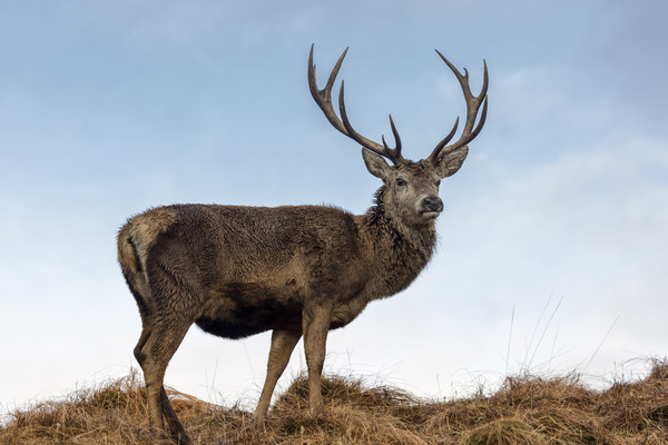 Red Deer Stag  in Scotland Picture Board by Derek Beattie