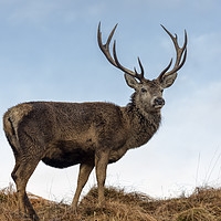 Buy canvas prints of Red Deer Stag  in Scotland by Derek Beattie
