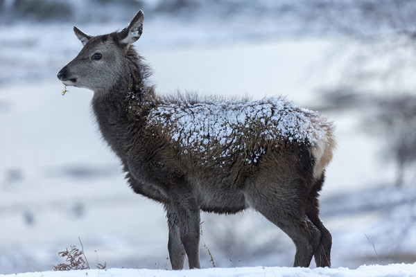 Red Deer Hind In The Snow Picture Board by Derek Beattie