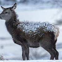 Buy canvas prints of Red Deer Hind In The Snow by Derek Beattie