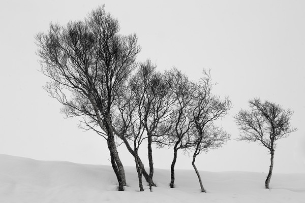 Winter Trees in a Field of Snow Picture Board by Derek Beattie
