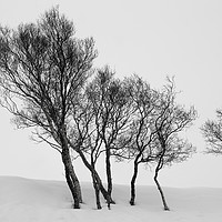 Buy canvas prints of Winter Trees in a Field of Snow by Derek Beattie