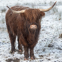 Buy canvas prints of Highland Cow in the Snow by Derek Beattie