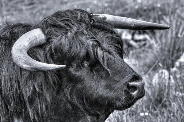 Highland Cattle Black Bull Picture Board by Derek Beattie