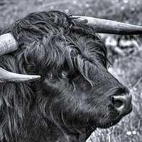 Buy canvas prints of Highland Cattle Black Bull by Derek Beattie
