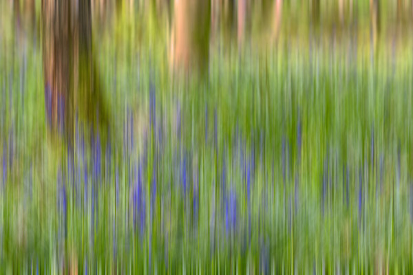 Bluebells in Woods Abstract Picture Board by Derek Beattie