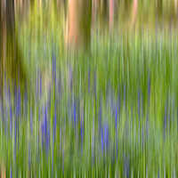 Buy canvas prints of Bluebells in Woods Abstract by Derek Beattie