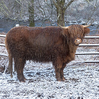 Buy canvas prints of Highland Cow in Winter by Derek Beattie