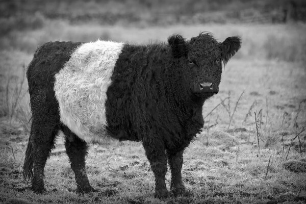 Belted Galloway Cow Picture Board by Derek Beattie