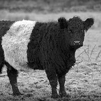Buy canvas prints of Belted Galloway Cow by Derek Beattie