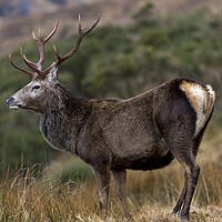 Buy canvas prints of Red Deer Stag in Highland Scotland by Derek Beattie