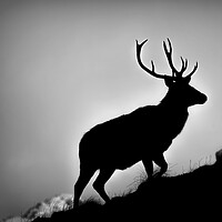 Buy canvas prints of Red Deer Stag Silhouetted by Derek Beattie