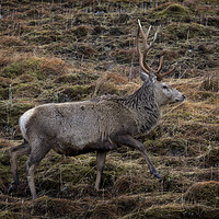 Buy canvas prints of Red Deer Stag in Natural Habitat by Derek Beattie