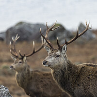 Buy canvas prints of Red Deer Stags in Scotland by Derek Beattie
