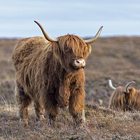 Buy canvas prints of Scottish Highland Cows by Derek Beattie