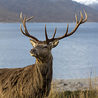 Buy canvas prints of Royal Red Deer Stag in Scotland by Derek Beattie
