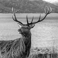 Buy canvas prints of Royal Red Deer Stag in Scotland by Derek Beattie