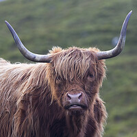 Buy canvas prints of Scottish Highland Cow by Derek Beattie
