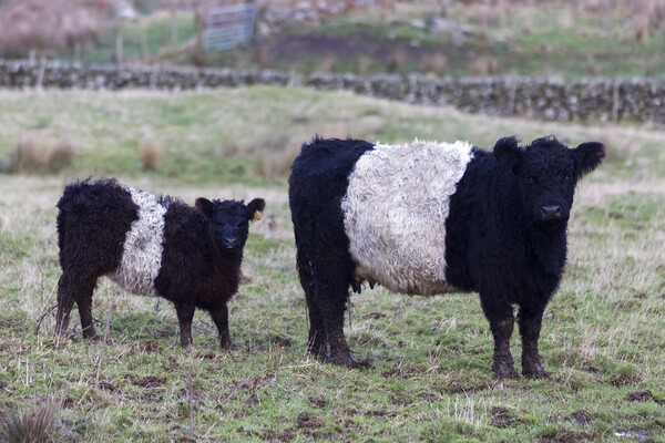 Belted Galloway Cow and Calf Picture Board by Derek Beattie