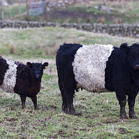 Buy canvas prints of Belted Galloway Cow and Calf by Derek Beattie