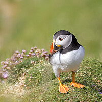 Buy canvas prints of Puffin and Sea Pinks by Derek Beattie
