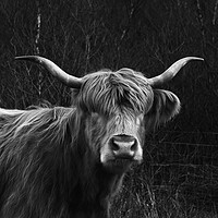 Buy canvas prints of Scottish Highland Cow by Derek Beattie