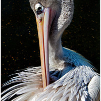 Buy canvas prints of Pelican Preening by Steven Else ARPS
