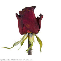 Buy canvas prints of Dead Red Rose by Steven Else ARPS