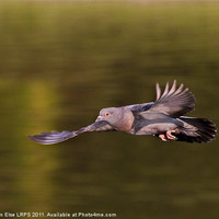 Buy canvas prints of Catch the Pigeon by Steven Else ARPS
