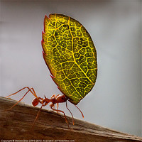 Buy canvas prints of Ant carrying a leaf by Steven Else ARPS