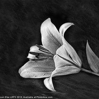 Buy canvas prints of Monochrome Lily by Steven Else ARPS