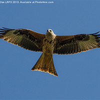 Buy canvas prints of Red Kite in Flight by Steven Else ARPS
