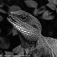 Buy canvas prints of Black and White Lizard Head by Steven Else ARPS