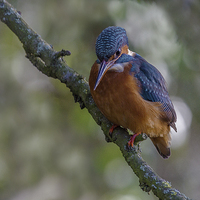 Buy canvas prints of Kingfisher front view on branch by Steven Else ARPS