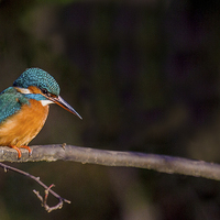 Buy canvas prints of Kingfisher looking for fish by Steven Else ARPS
