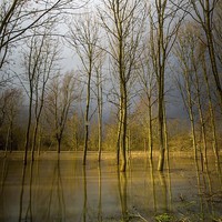Buy canvas prints of Flooded wood by Steven Else ARPS