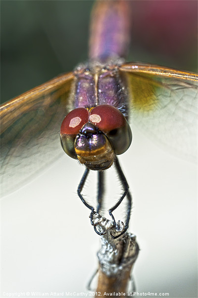 Violet Dropwing Dragonfly Picture Board by William AttardMcCarthy