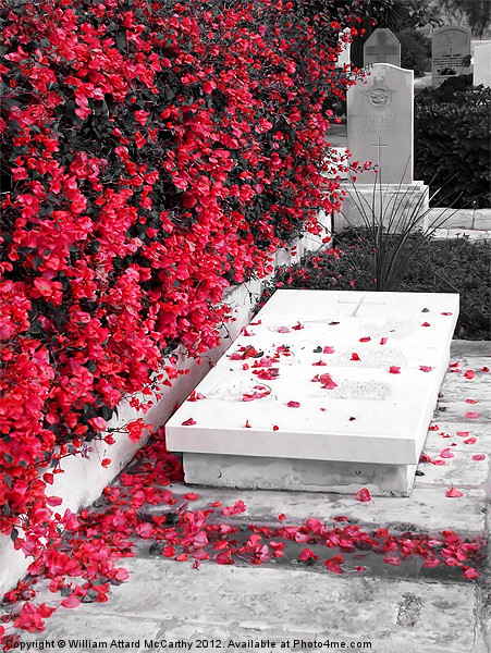 Petals on Grave Picture Board by William AttardMcCarthy