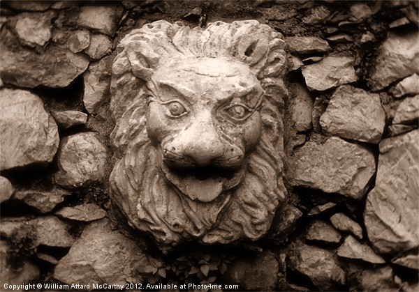 Lionface Picture Board by William AttardMcCarthy