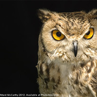 Buy canvas prints of The Owl by William AttardMcCarthy