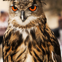 Buy canvas prints of Eagle or Horned Owl by William AttardMcCarthy