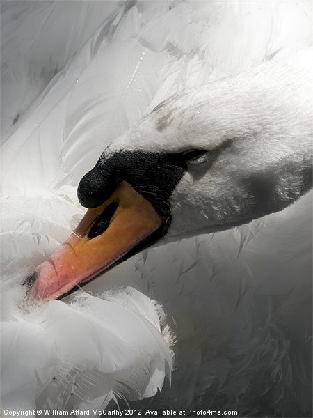 Titivating Swan Picture Board by William AttardMcCarthy